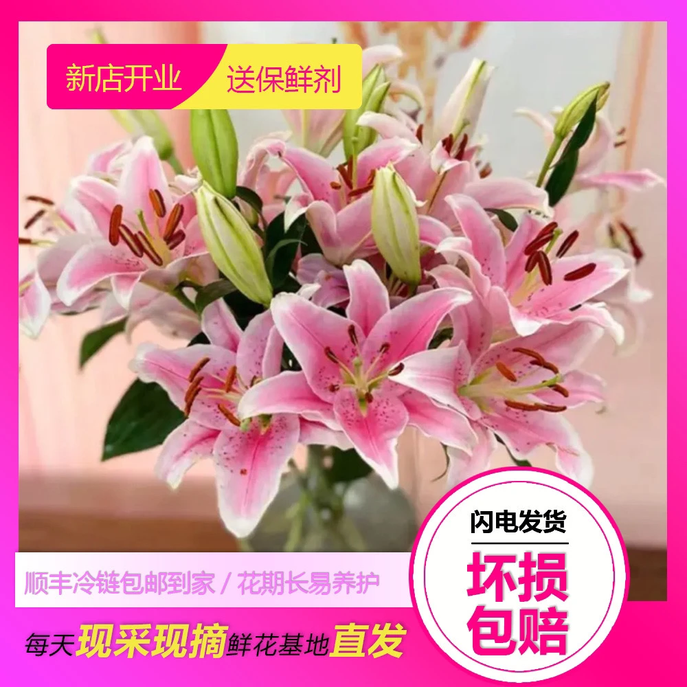 【索尔棒】香水百合东北基地发货顺丰包邮