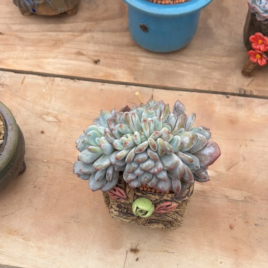 槿桦精品多肉星影