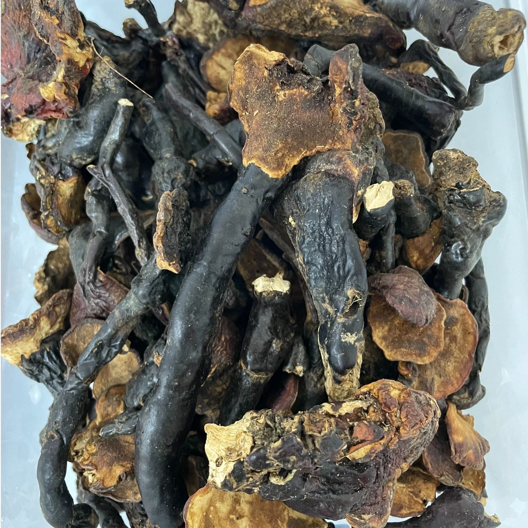 【雄琪心选】西藏带柄小灵芝