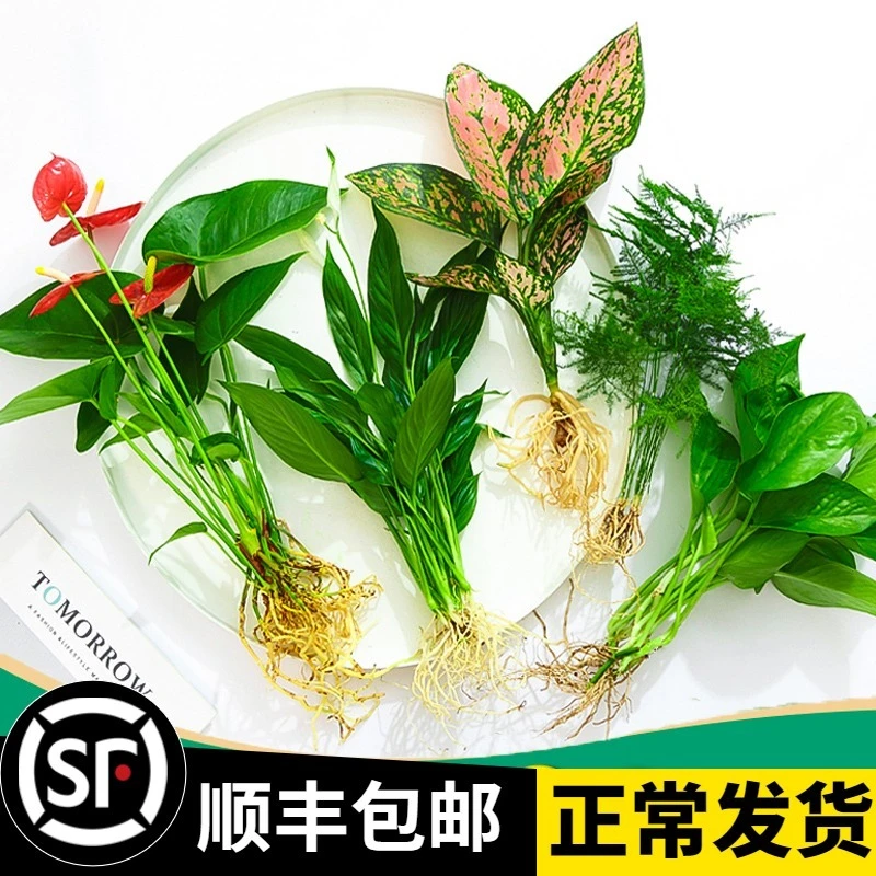 花卉植物室内花水培绿植盆栽四季水生好养活绿萝富贵文竹芋红白掌