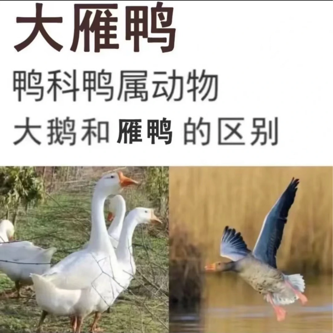 DC【买一送一】农家散养2只12斤大雁鹅带掌翅不带内脏杀完重8-9斤
