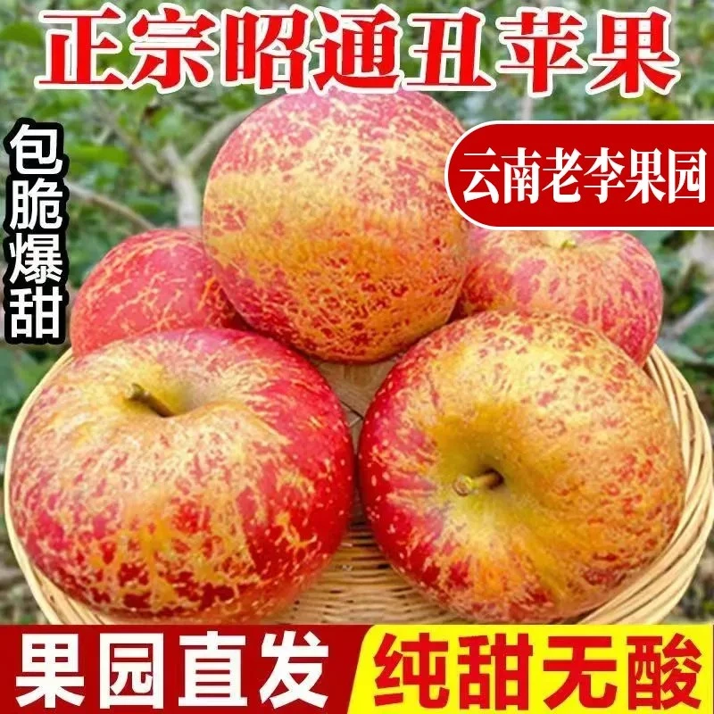现摘现发云南昭通大凉山冰糖心丑苹果当季红富士孕妇推荐水果包邮