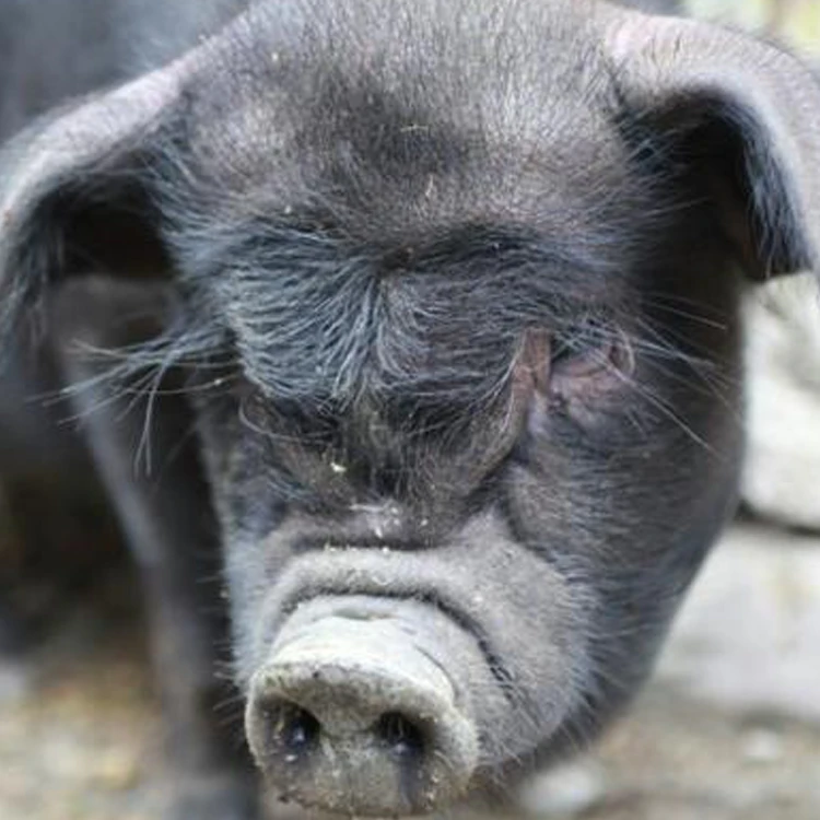 【2号改价专属专拍】直播间现称皖南徽州农家土黑猪肉顺丰包邮双11