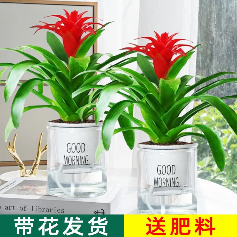 小红星鸿运当头盆栽花卉植物室内客厅四季开花好养活水培净化空气