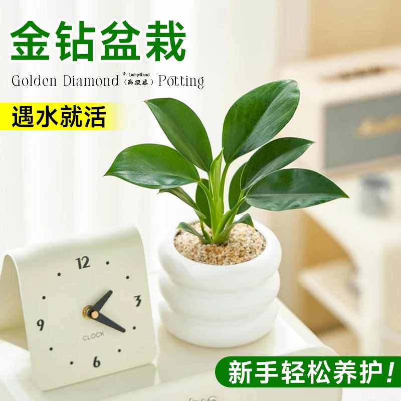 金钻盆栽绿公主大叶绿植客厅办公室招财盆景水培植物室内好养花卉