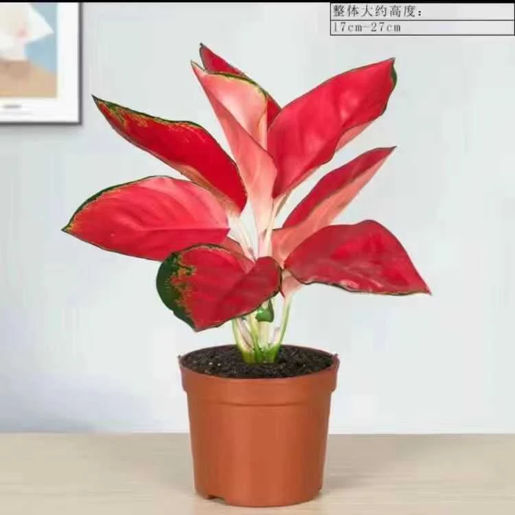 吉利红金钻如意皇后绿植办公室内客厅桌面花卉植物吸甲醛盆栽好养