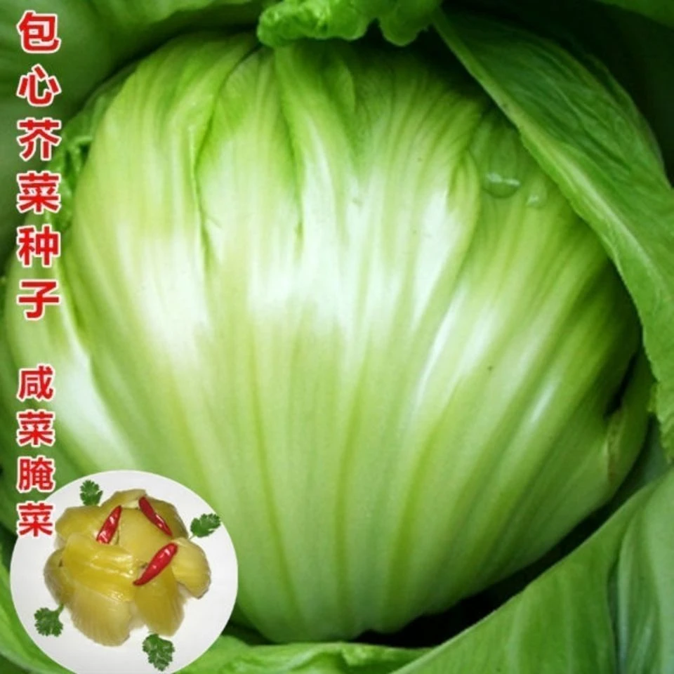 四季大肉包心芥菜种子高产早熟腌制酸菜大芥菜种籽阳台盆栽蔬菜种
