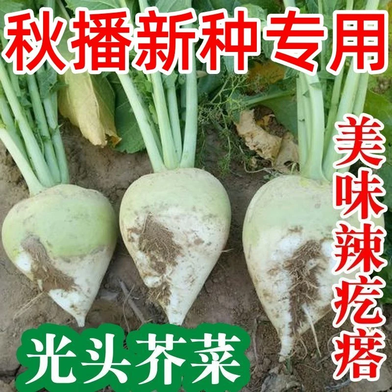 芥菜种子二道眉根芥菜头榨菜拉疙瘩辣小花樱秋季蔬菜种籽光头芥菜