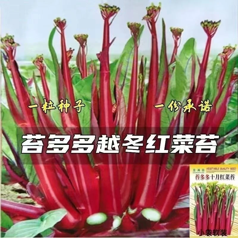 十月红菜苔种子 改良高产 过冬蔬菜 春季秋季种植 阳台抗病寒种籽