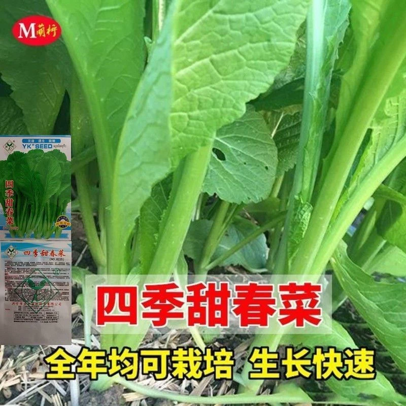 潮汕大叶春菜种子 老品种春芥菜种子 菜籽盆栽蔬菜种孑四季甜春菜