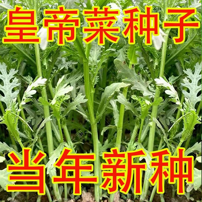 中叶茼蒿种子皇帝菜四季抗寒热当年生活新种蔬菜种子大全视频_