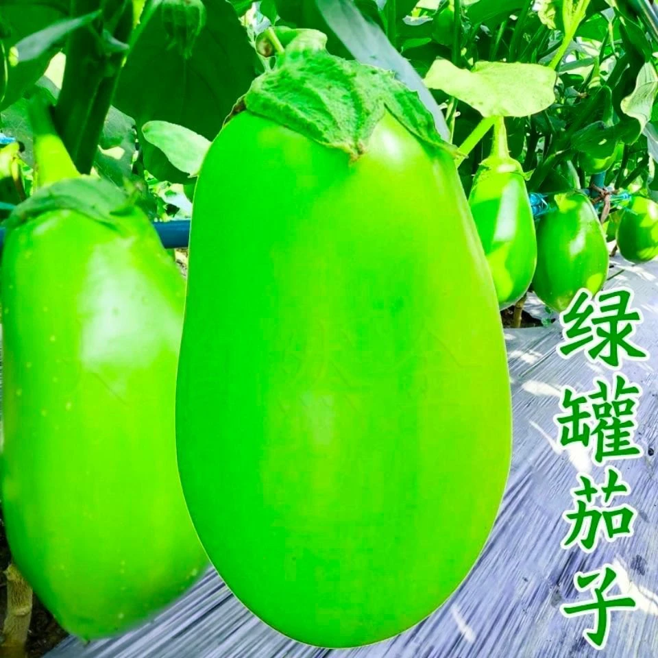 绿茄子种子绿罐青茄种籽青皮茄子籽菜种籽春夏季四季农家蔬菜种孑