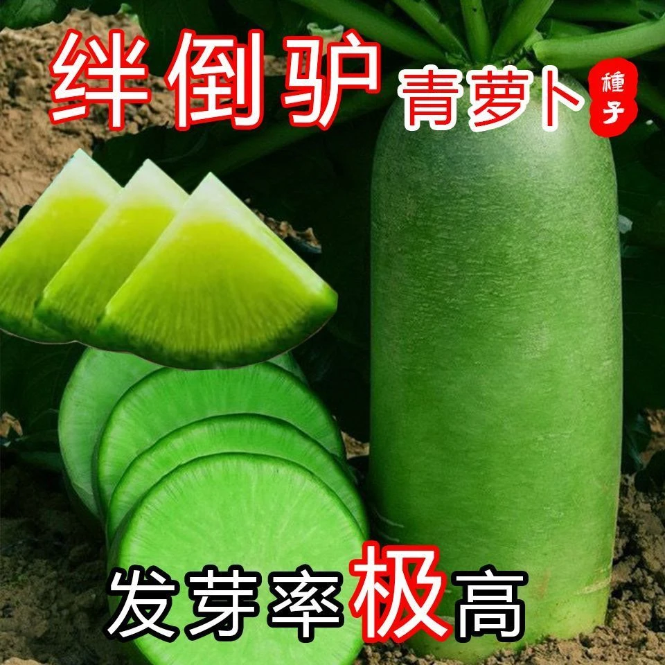 正宗绊倒驴青萝卜种子东北大青萝卜籽秋季大绿萝卜种子蔬菜种籽