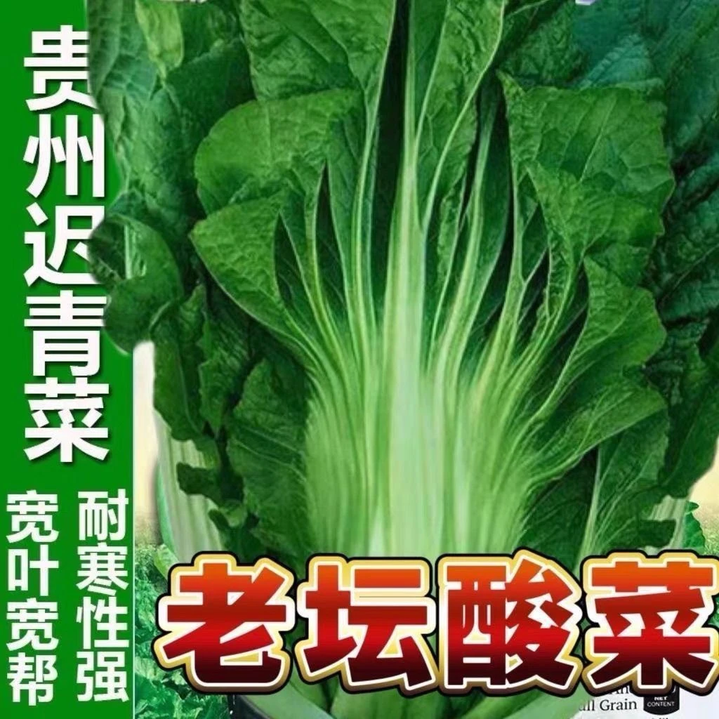 宽帮青菜种子春季秋冬季四川盖菜大叶宽梆芥菜种籽腌泡菜酸菜种孑