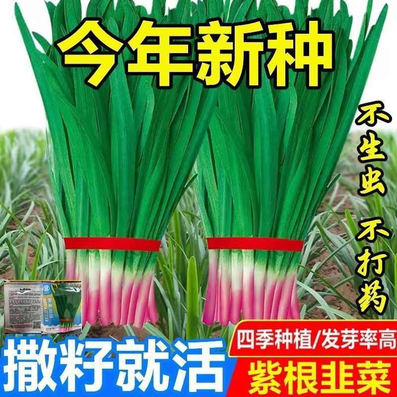 紫根韭菜种子大叶耐热耐寒高产宽叶韭菜籽韭菜种籽紫根红根宽叶