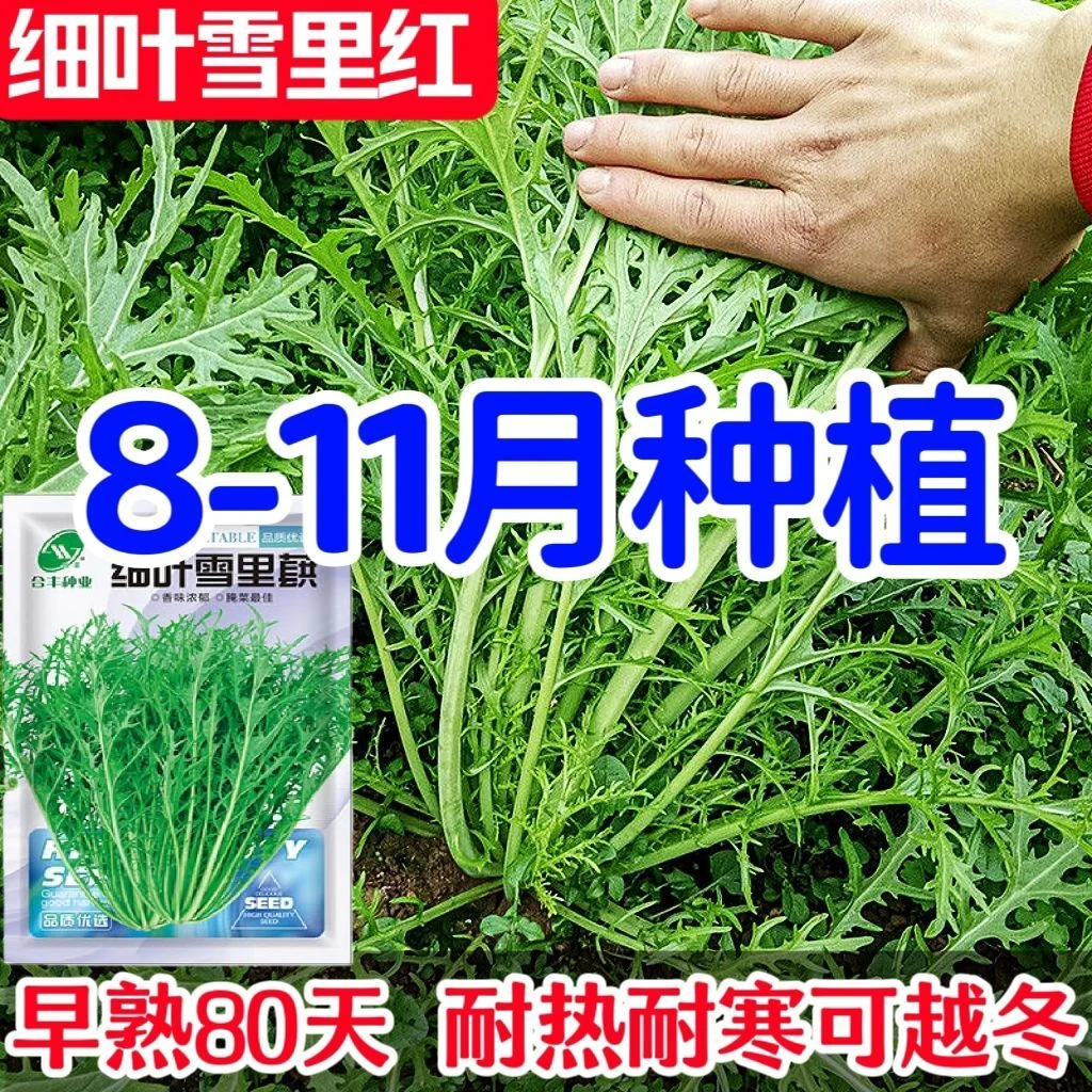 细叶雪里红种子雪里蕻九头鸟早熟80天可越冬小叶雪里蕻耐寒雪菜籽