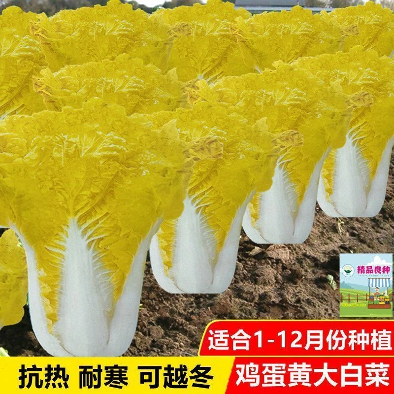 鸡蛋黄奶油大白菜种子真好吃黄心快菜种籽耐热四季播蔬菜种子大全