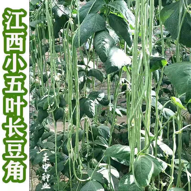 摘不败江西小五叶吉品小叶豇豆种子正宗高产农家非转基因长豆角