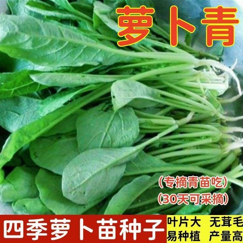 四季萝卜苗种子专吃萝卜青菜种籽芽苗菜夏季耐热阳台盆栽蔬菜种孑