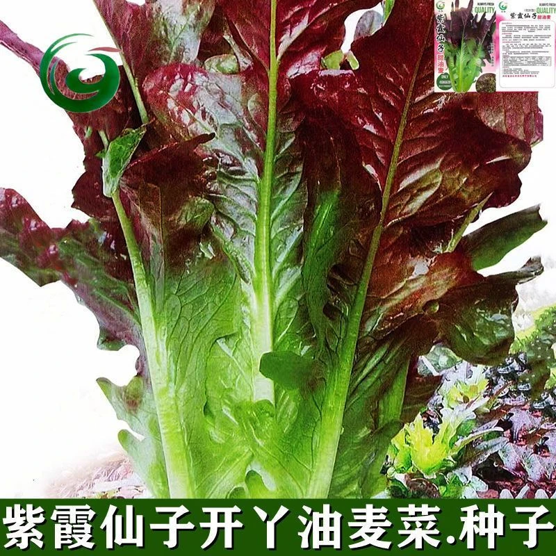 紫霞仙子开丫甜油麦菜种子开叉甜脆丫丫菜种子夏季菜种籽四季播种
