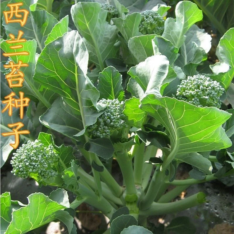 绿西兰苔种子 有机西洋芥兰种子 长茎小西兰花 青花笋 西洋芥蓝籽