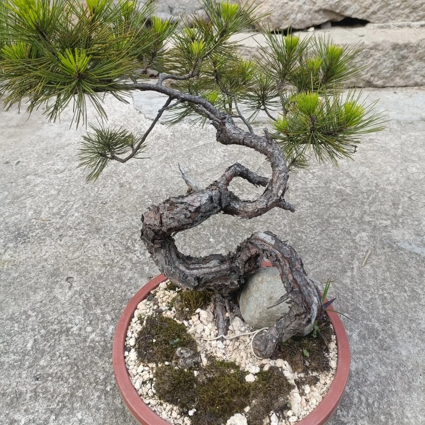 直播间一物一拍精品黄山松大阪松短叶盆景