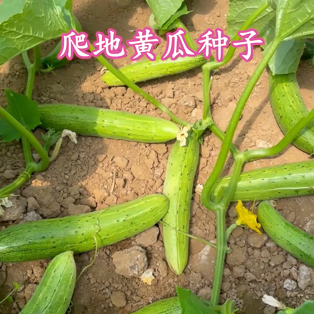 地黄瓜种子爬满地黄瓜种子不搭架种植简单蔬菜种子