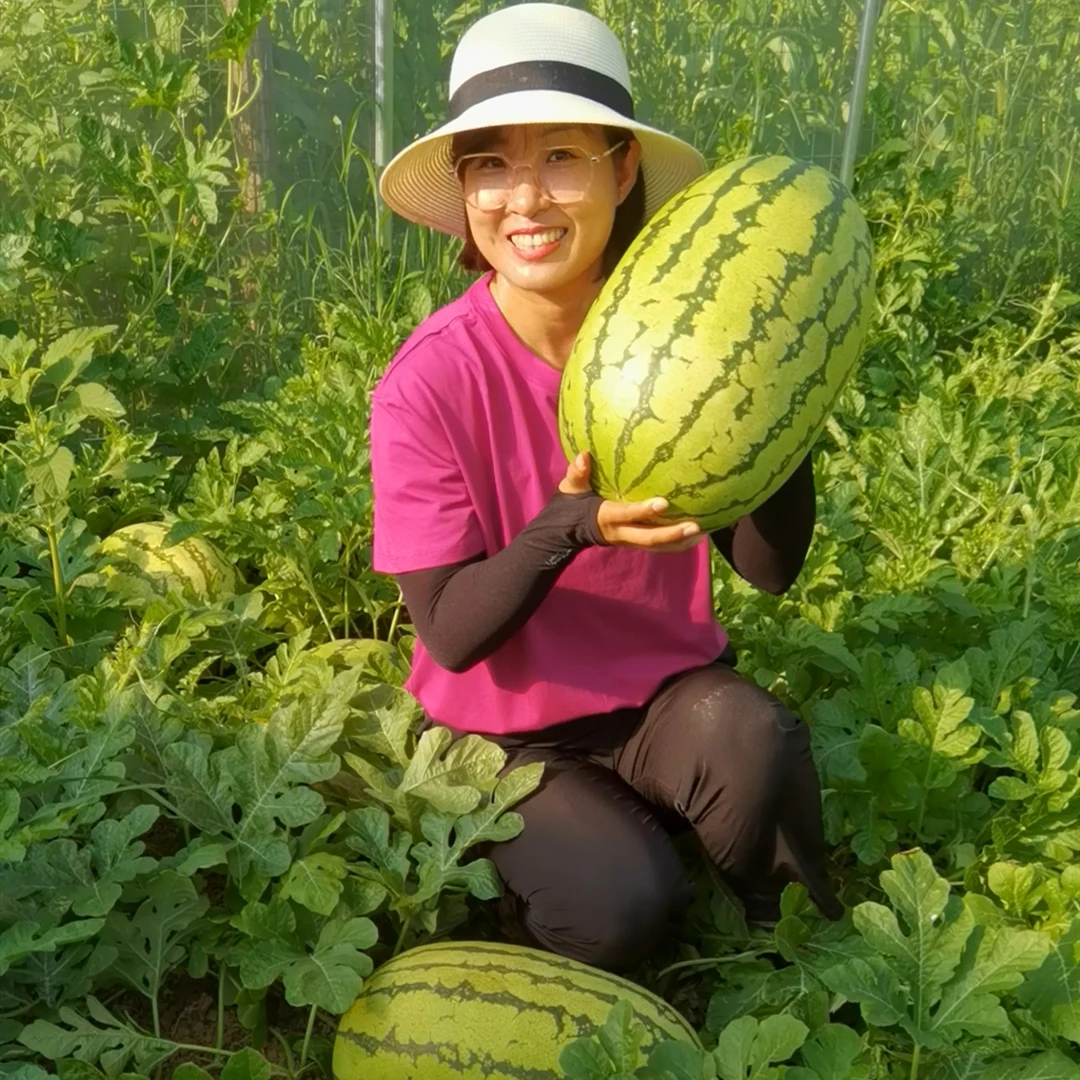 懒汉西瓜种子 个大高产种植简单易管理沙瓤甜糖度高