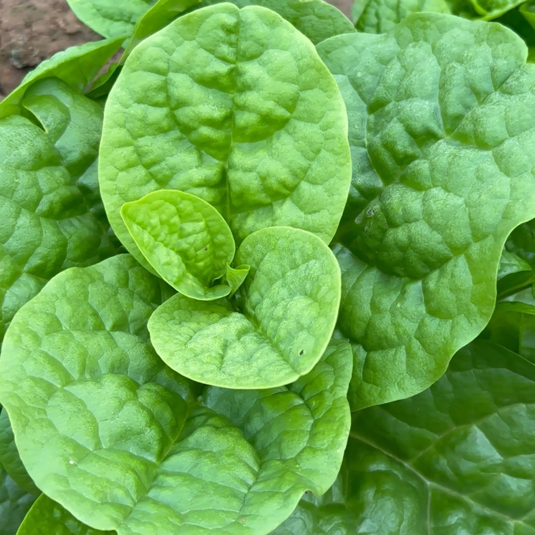 大叶木耳菜种子 大叶采收长春季种叶片嫩口感好