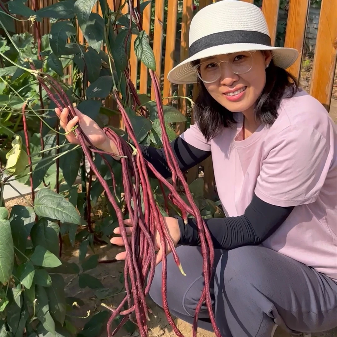 红豇豆长豆角种子耐热长势强结荚密种植简单