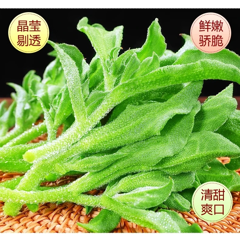 冰菜冰草种子