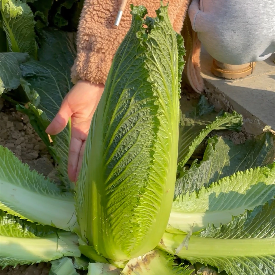 绿帮小包尖白菜种子