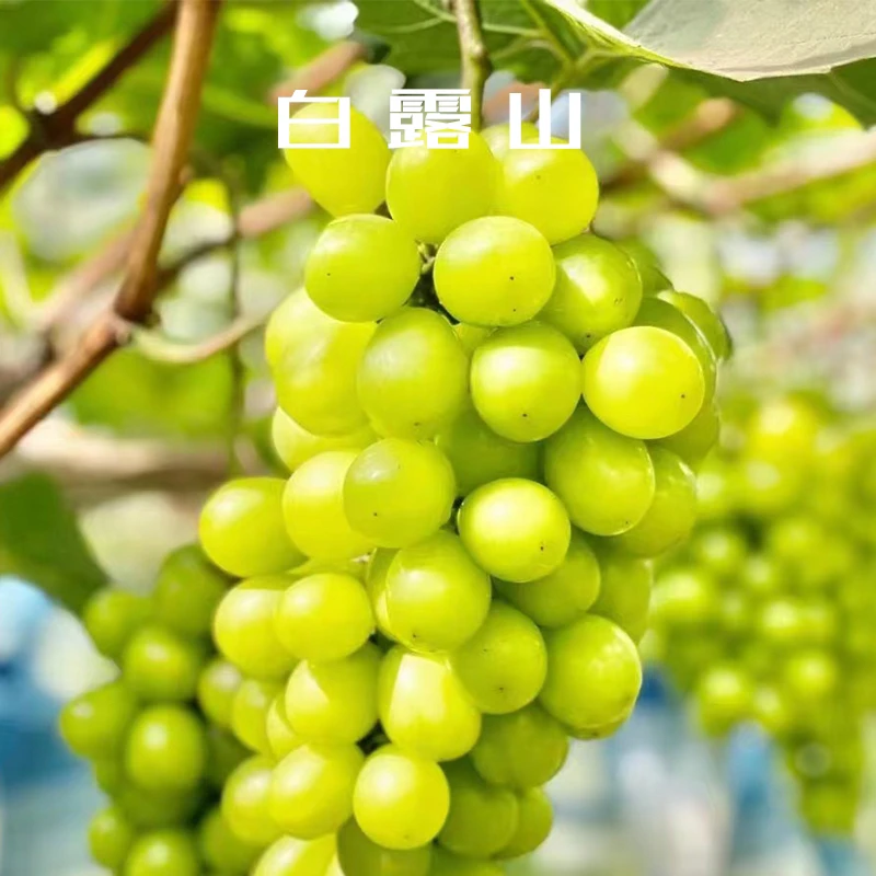阳光玫瑰葡萄3.5斤装