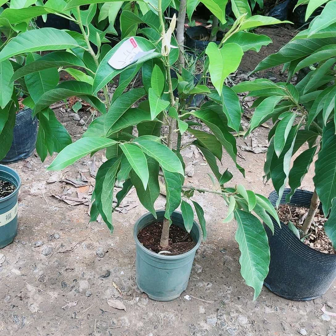 白兰花是真的好看