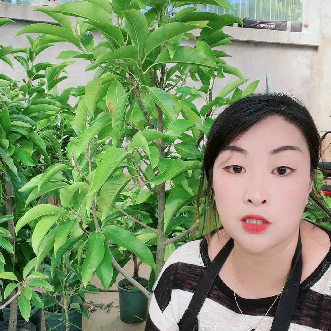 白兰花是真的好看