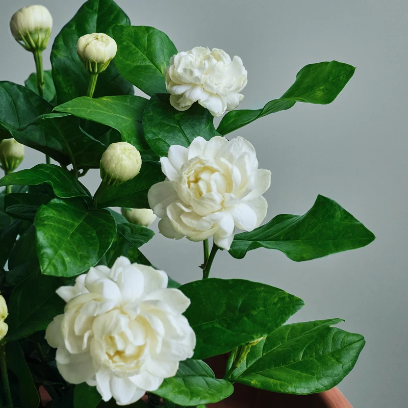重瓣茉莉花盆栽老桩浓香型带花苞四季开花好养花卉植物室内花观赏