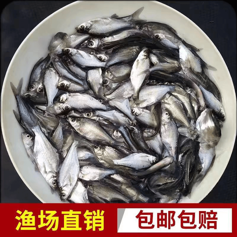观赏鱼宠物团头鲂活体发货