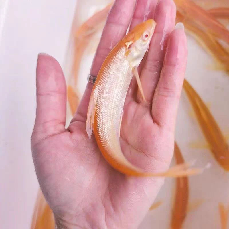 重庆红色银鳕鱼水族可食用可观赏