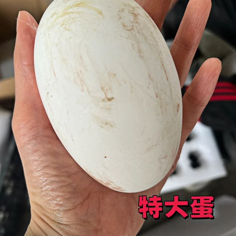 东北土鹅蛋155-200g,当天捡当天发