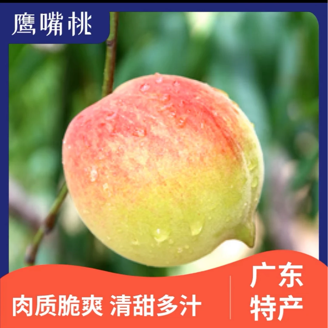 正宗广东河源连平上坪鹰嘴桃清甜可口脆爽饱满鹰嘴桃【大果礼盒装】