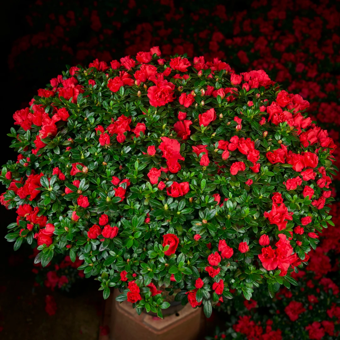 【尾货福利】约50-60cm冠幅红杜鹃过年开花四季花卉绿植耐寒大花桩