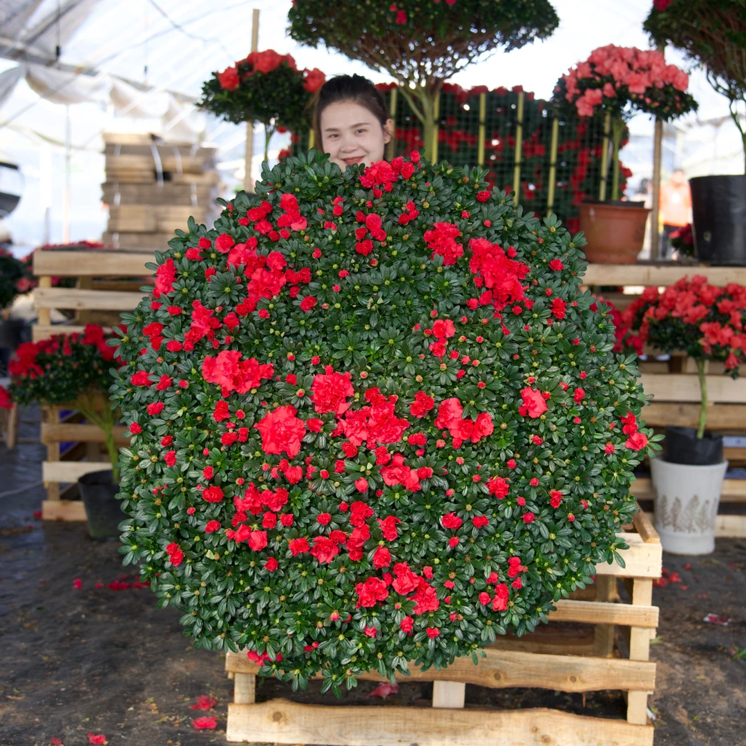 【40年桩龄】约120cm冠幅红杜鹃过年开花四季花卉绿植耐寒大花老桩