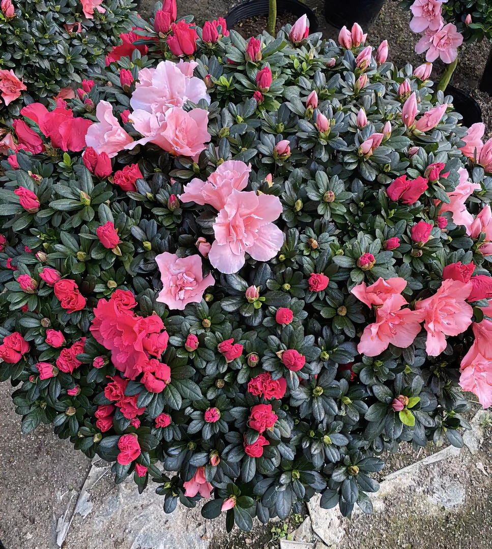 红粉双色精品杜鹃原生老桩带花苞四季开花70公分基地爬藤直发