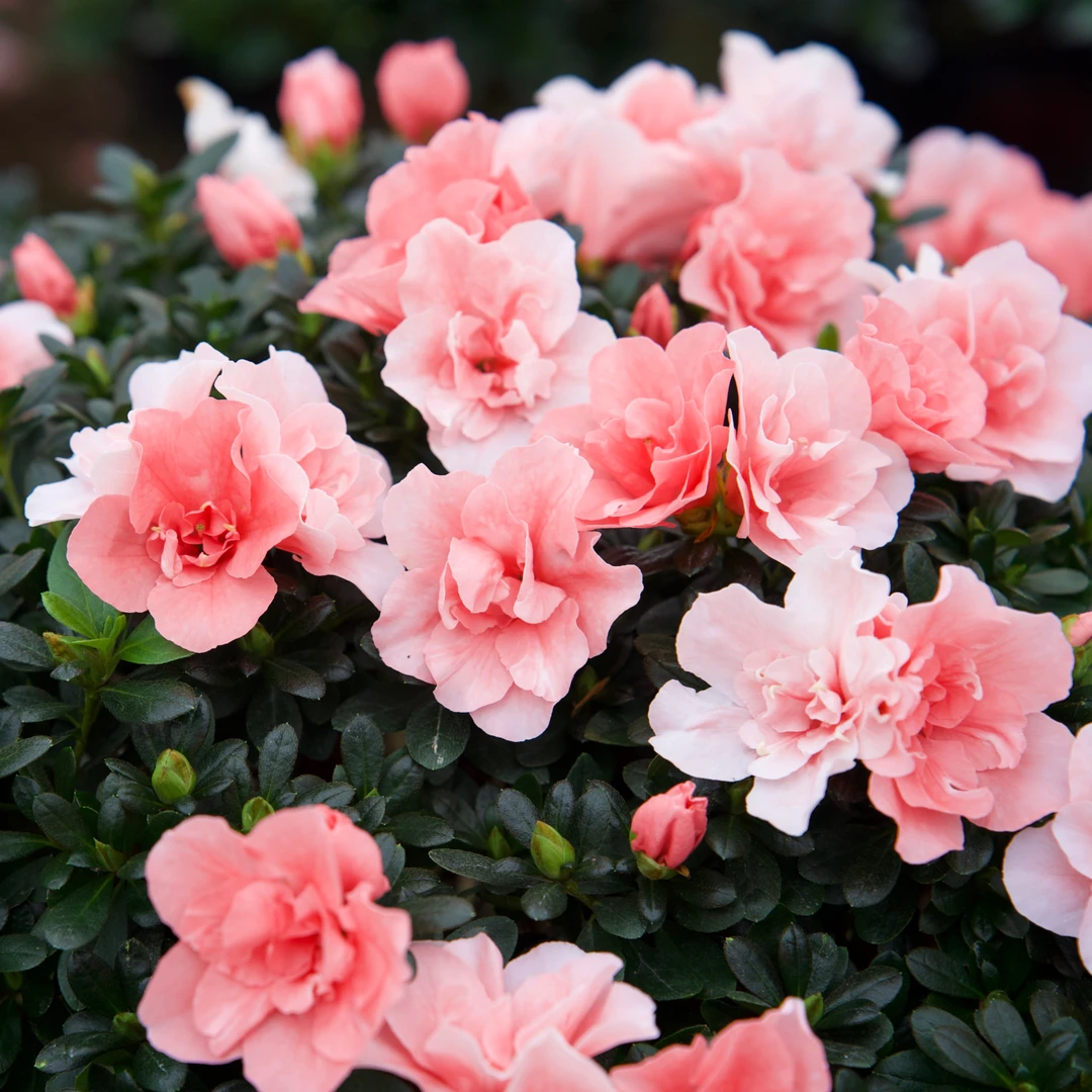 【20年桩龄】约60cm冠幅樱桃粉杜鹃过年开花四季花卉绿植耐寒老桩