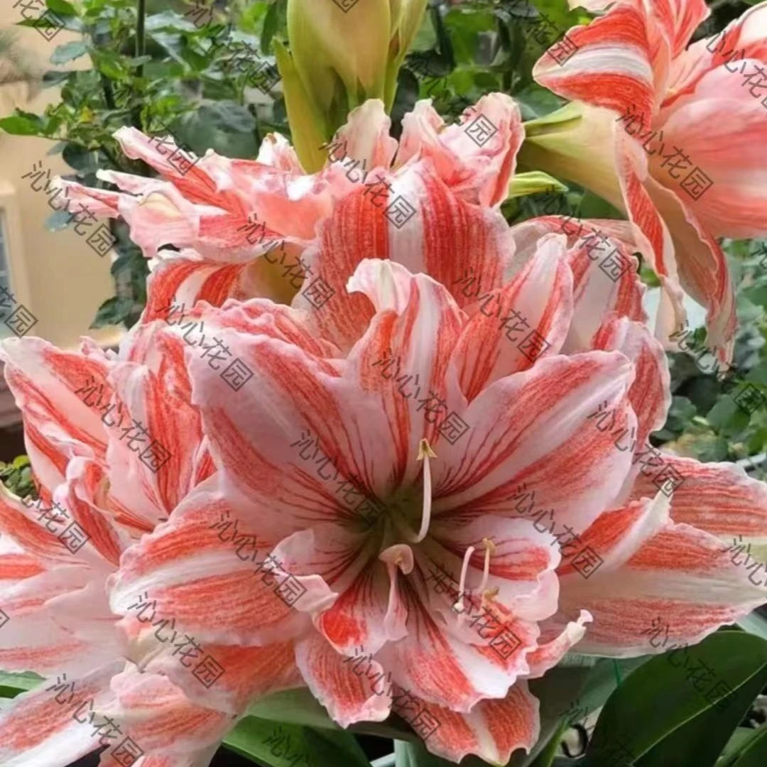 【沁心】现货 舞后 荷兰进口种球朱顶红适合室内阳台庭院植物