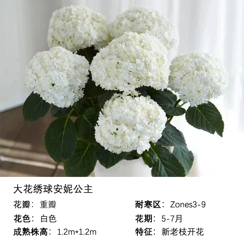 Q 安妮公主 新品绣球花苗盆栽 大苗室内阳台庭院植物