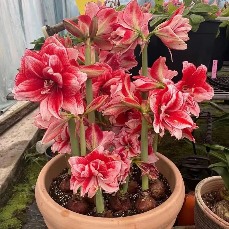 【沁心】鬼魅 种球进口朱顶红南非球适合室内阳台庭院植物