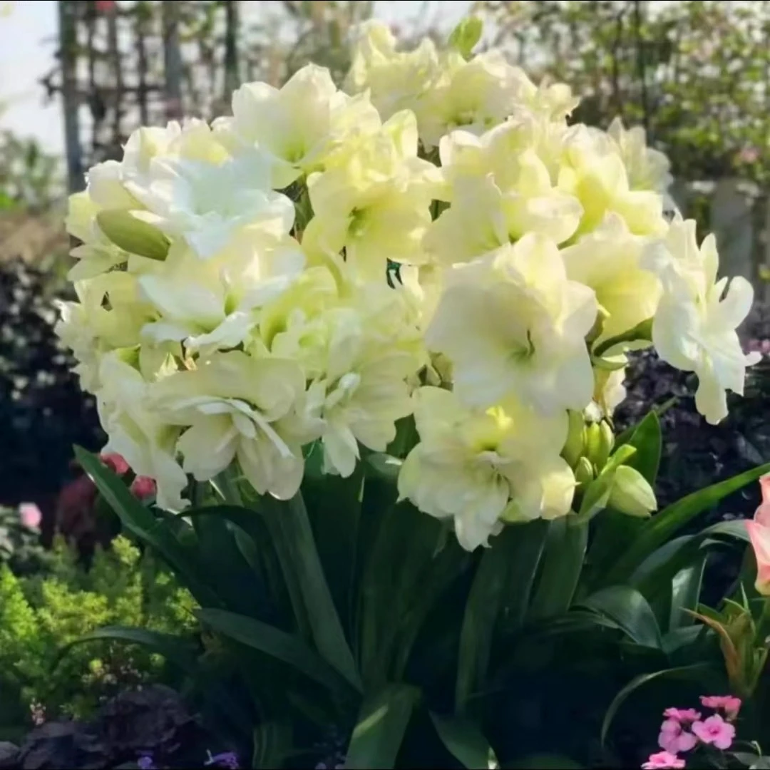 【木通】阿弗雷盆栽 进口朱顶红超爆花爆崽机器