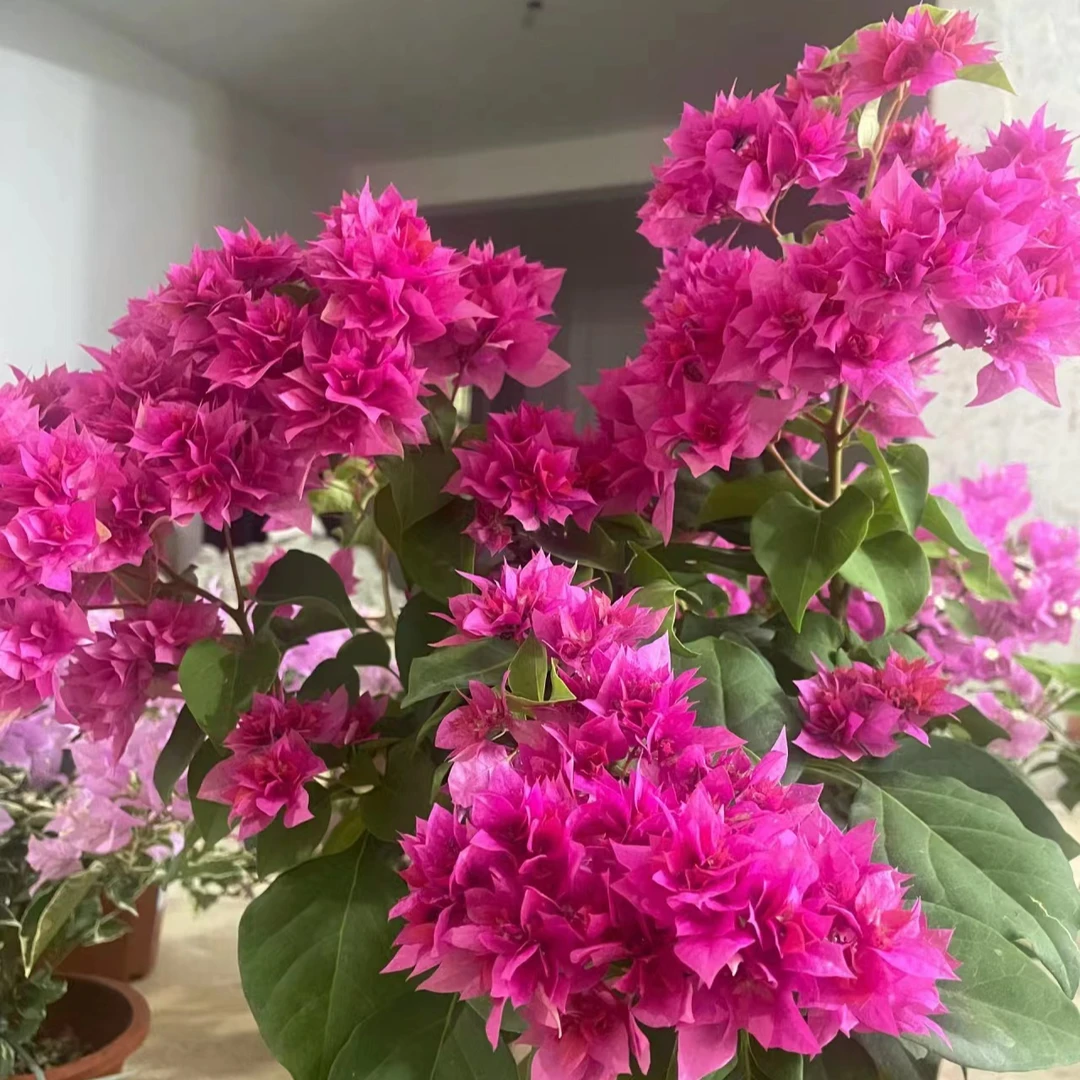 【沁心】重瓣红-三角梅盆栽 耐热花卉四季开花阳台桌面庭院植物