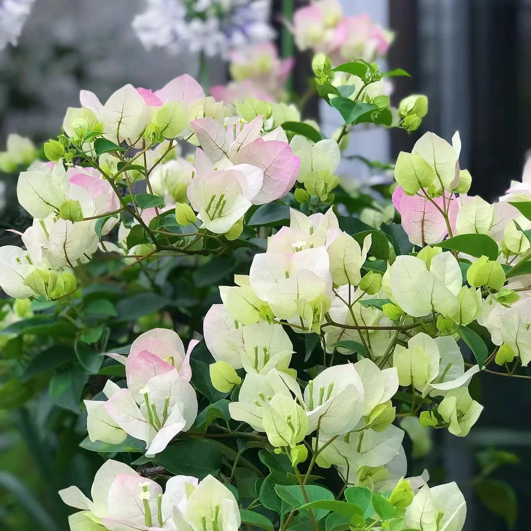 (Q)三角梅盆栽 绿叶樱花盆栽 耐热花卉四季开花阳台桌面庭院植物